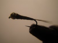 /album/fotogaleria-moscas/imgp2282-jpg/