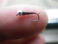 /album/fotogaleria-moscas/imgp2284-jpg/